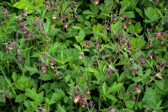 Geum rivale, the water avens. Pink flowers on the meadow