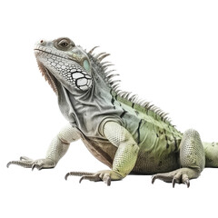 Fototapeta premium an iguana natural color portrait, arboreal lizards, herbivores Pet-themed, photorealistic illustrations in a PNG. Generative AI