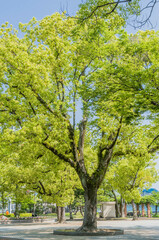 Fototapeta premium Beautiful tree in middle of plaza in Hiroshima park.