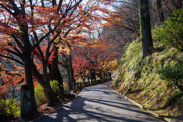 Naklejka premium Autumn leaves