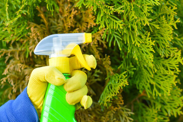 A gardener sprays a tuya bush with yellow needles from a garden spray. Pest protection and care of...