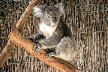 the koala is climbing an eucalyptus tree