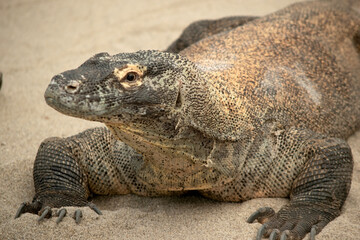 Komodo dragons are large lizards with long tails, strong and agile necks, and sturdy limbs.  Adults are an almost-uniform stone color with distinct, large scales.