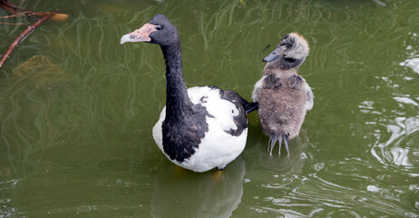 the magpie goose watches over her gosling swimming in the lake