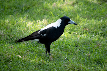 The magpie is a distinctive looking bird, with glossy black and brilliant white markings.