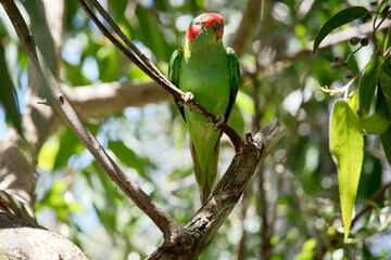the musk lorikeet is perched in a tree