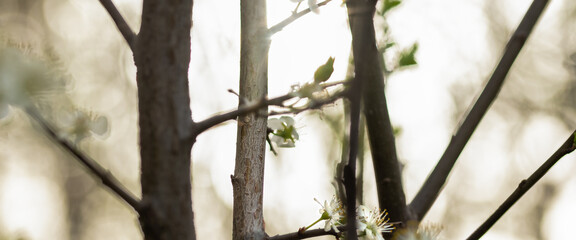 Intensive sunset in contrast with tree, the bright sun breaks through the flowering trees.