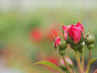 ローズピンクのバラ　つきよみ　つぼみ