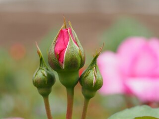 ローズピンクのバラ　つきよみ　つぼみ