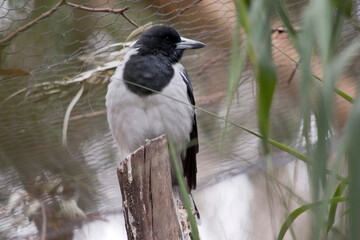 The Pied Butcherbird is a medium-sized black and white bird. It has a full black hood, dark brown eye and long, hooked, grey and black bill.