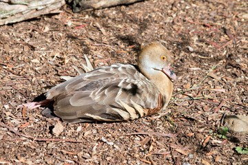 this is a side view of a plumed whistling duck resting