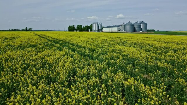 Aerial drone backward moving shot over landscape blooming yellow rapeseed fields and grain storage facility in the background at daytime.