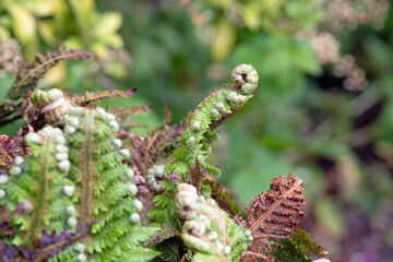Braun's holly fern, Christmas dagger, Polystichum braunii