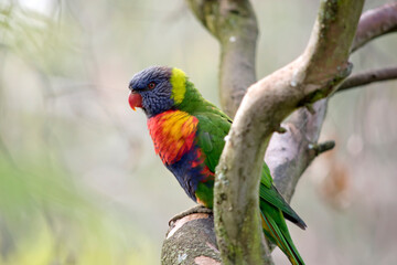 the rainbow lorikeet is perched on a tree branch