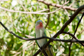 the princess parrot is perched on a tree branch