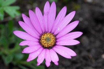 Fototapeta premium African or cape daisy, Osteospermum