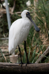 the royal spoonbill is resting on a fence