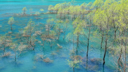 秋扇湖の水没林