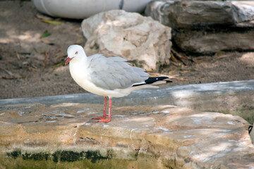 this is a side view of a seagull
