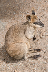 Naklejka premium The swamp wallaby has dark brown fur, often with lighter rusty patches on the belly, chest and base of the ears.