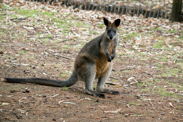 the swamp wallaby is standing on its hind legs