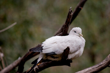 the pied Torresian Imperial Pigeon is all white with black wing tips
