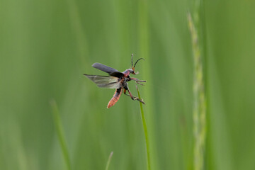 Gemeiner Weichkäfer (Cantharis fusca)