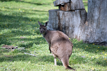 the western grey kangaroo is looking over its shoulder