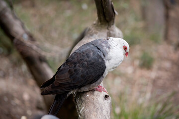 the white headed pigeon has a white head with a red eye ring and grey wings