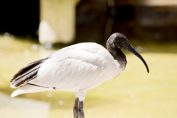 this is a close up of a  white ibis