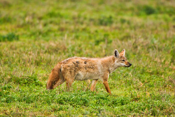 A rare African Golden Jackal inside the Ngorongoro crater, Tanzania