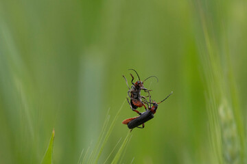 Gemeiner Weichkäfer (Cantharis fusca)