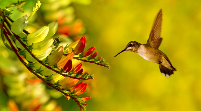 Hummingbird hovering close to flowering plant