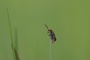 Gemeiner Weichkäfer (Cantharis fusca)