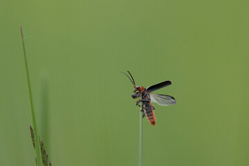 Gemeiner Weichkäfer (Cantharis fusca)