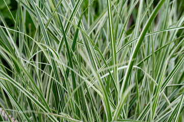 オオシマカンスゲ