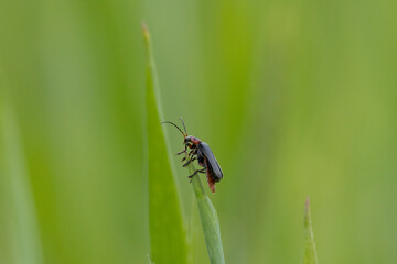 Fototapeta premium Gemeiner Weichkäfer (Cantharis fusca)