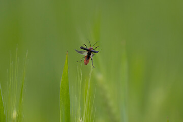 Gemeiner Weichkäfer (Cantharis fusca)