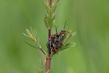 Gemeiner Weichkäfer (Cantharis fusca)