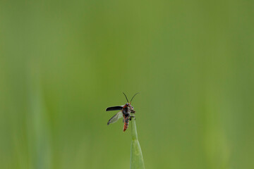 Gemeiner Weichkäfer (Cantharis fusca)