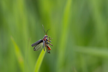 Gemeiner Weichkäfer (Cantharis fusca)