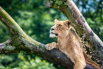 Naklejka na ściany i meble 木の上で遠く見つめる雌のライオン