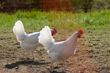 Haushuhn (Gallus gallus domesticus), Hahn