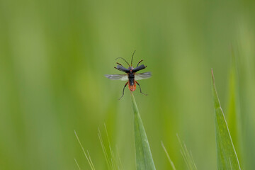 Gemeiner Weichkäfer (Cantharis fusca)