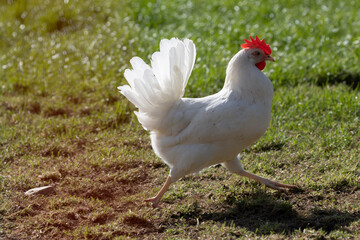Haushuhn (Gallus gallus domesticus), Hahn