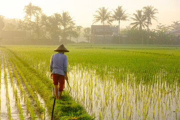 farmer in rice field