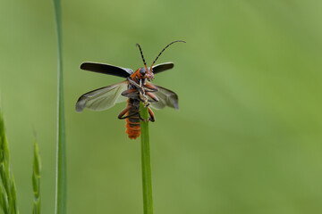 Gemeiner Weichkäfer (Cantharis fusca)