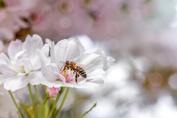 A honey bee collects pollen from sakura flowers. Summer and spring backgrounds. White sakura in bloom. Place for an inscription. Copyspace