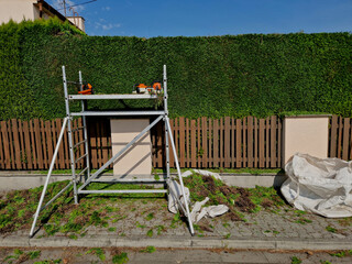 the gardener shortens the hedge. the hedge trimmer cuts green walls and balls, a circle, the shape...