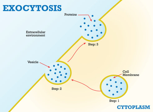 About Endocytosis the Cell Transports Protein Graphic Design